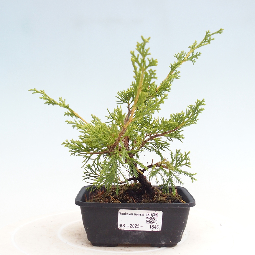 Venkovní bonsai - Juniperus chinensis Itoigawa -Jalovec čínský