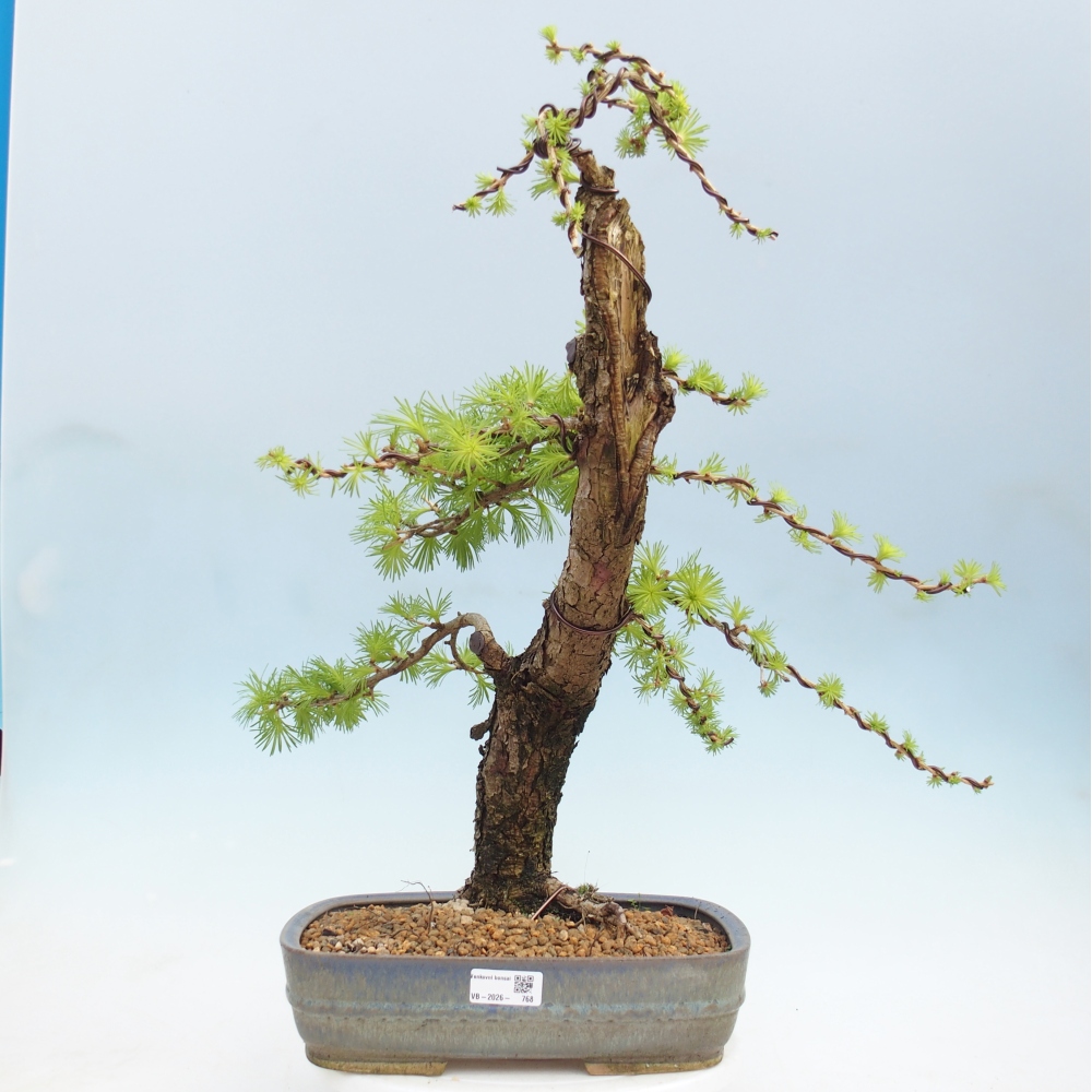 Venkovní bonsai -Larix decidua - Modřín opadavý 