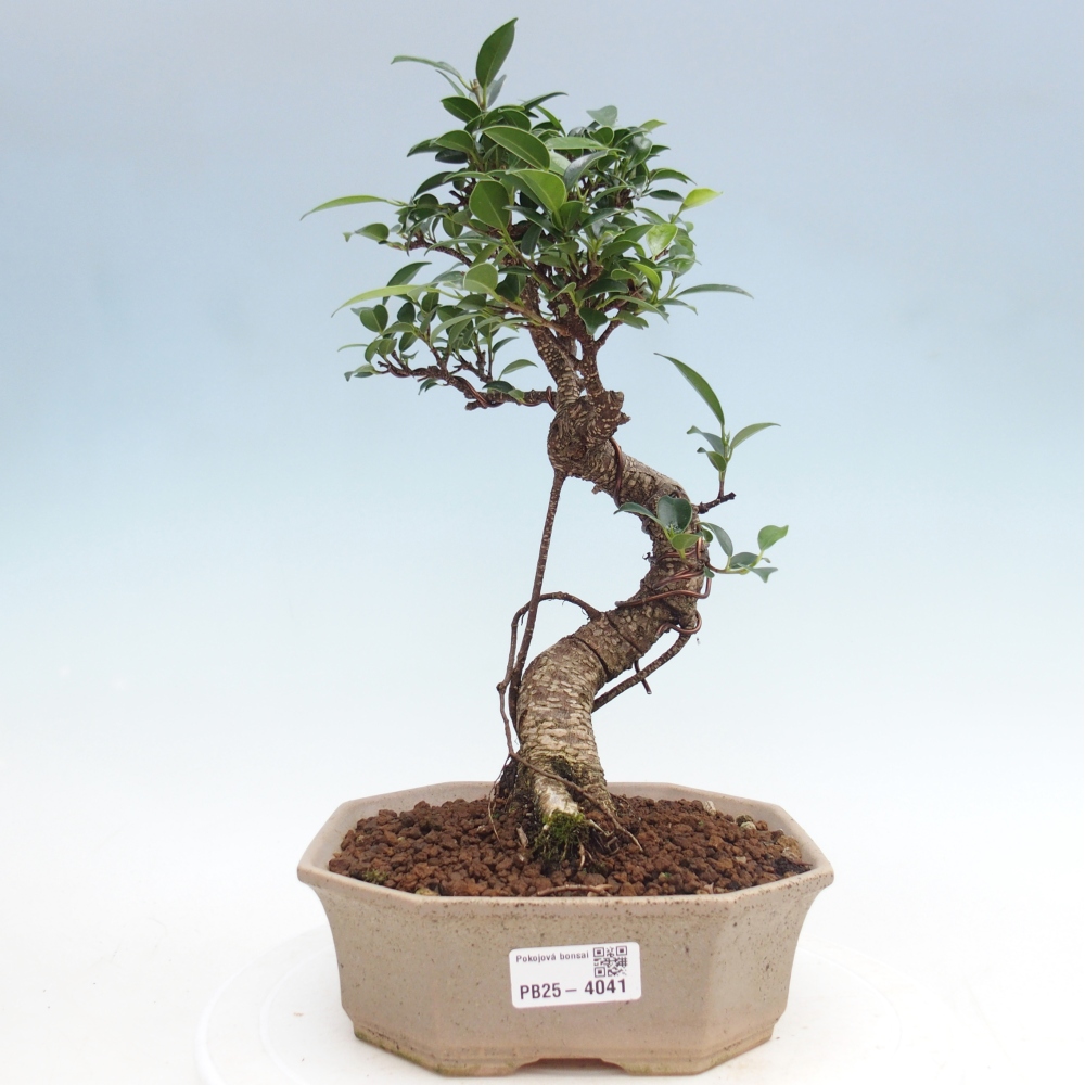 Pokojová bonsai - Ficus retusa -  malolistý fíkus