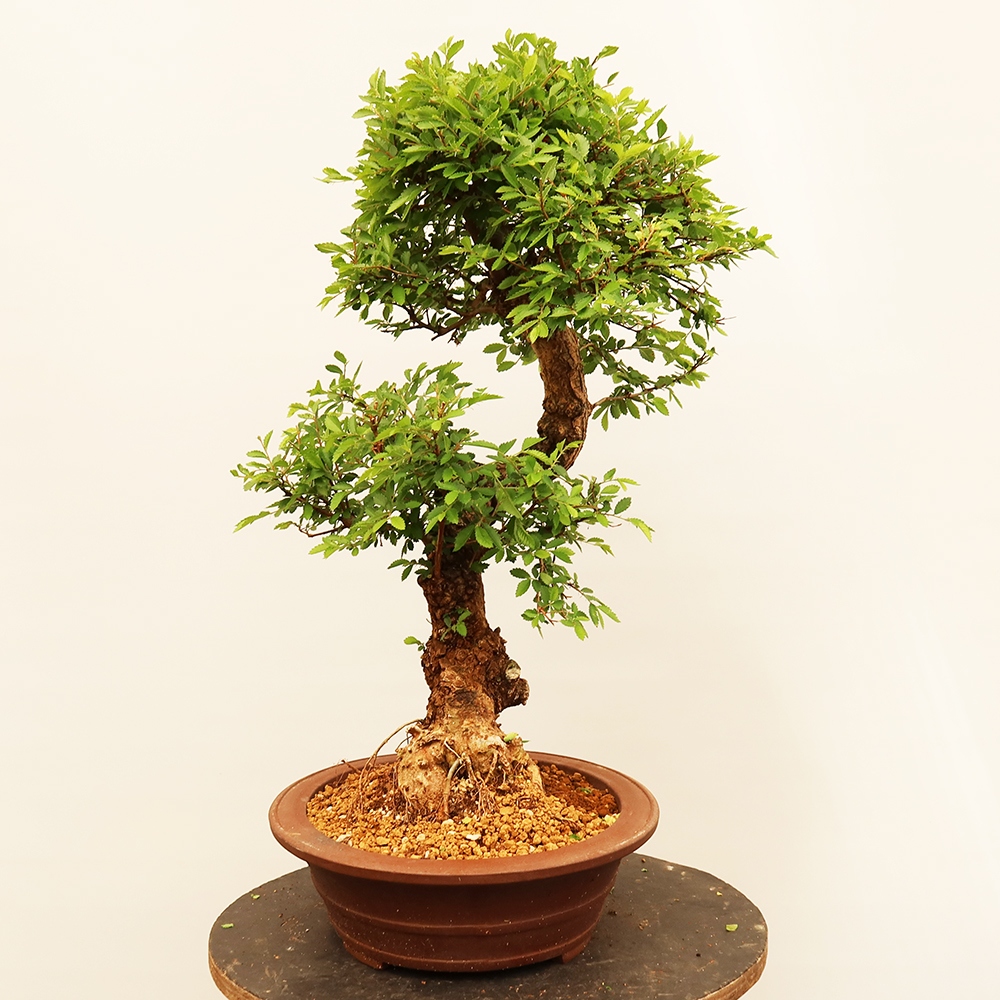 Venkovní bonsai - Zelkova - Zelkova NIRE