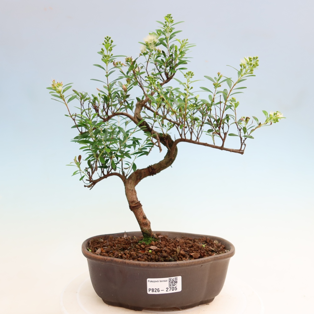 Pokojová bonsai - Syzygium - Pimentovník