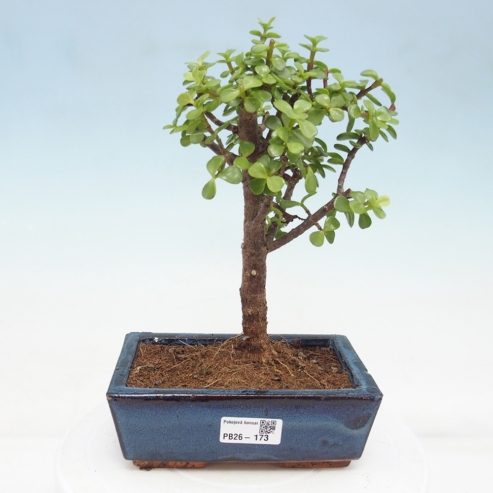 Pokojová bonsai - Portulakaria Afra - Tlustice