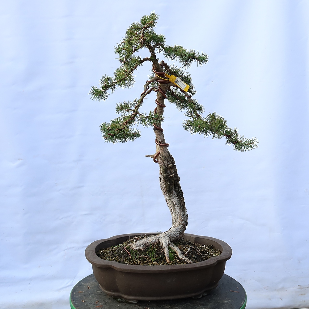 Pinus sylvestris Španělsko - borovice lesní