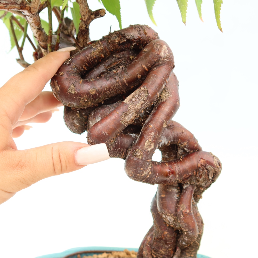 Venkovní bonsai -Japonská meruňka - Prunus Mume