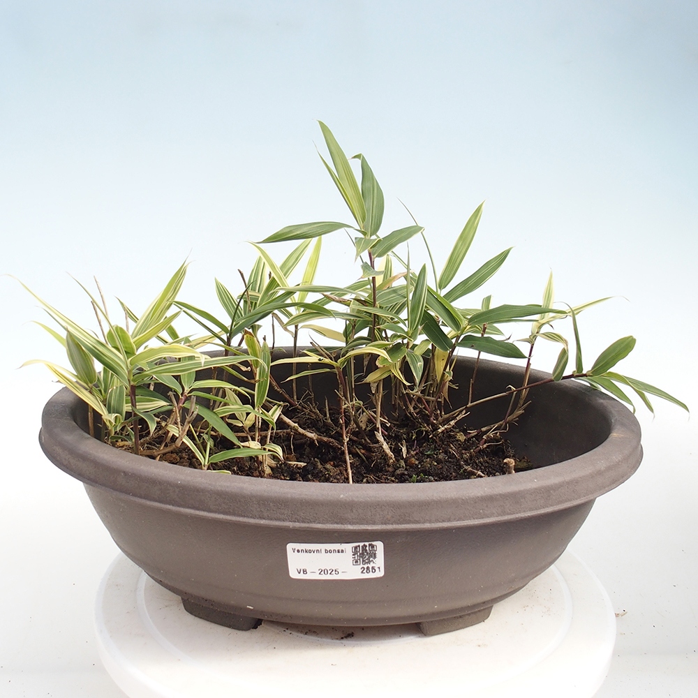 Venkovní bonsai - Sasaella masamuneana Albostriata - Bambus panašovaný