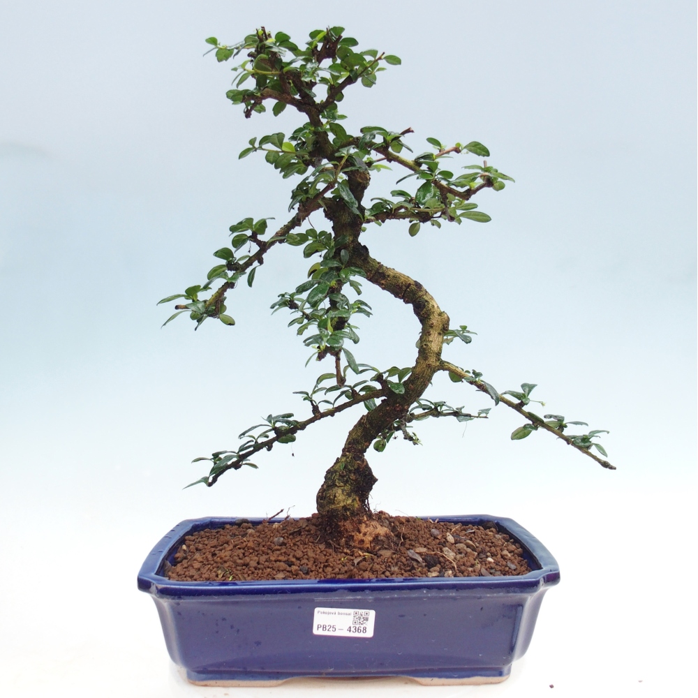 Pokojová bonsai - Carmona macrophylla - Čaj fuki