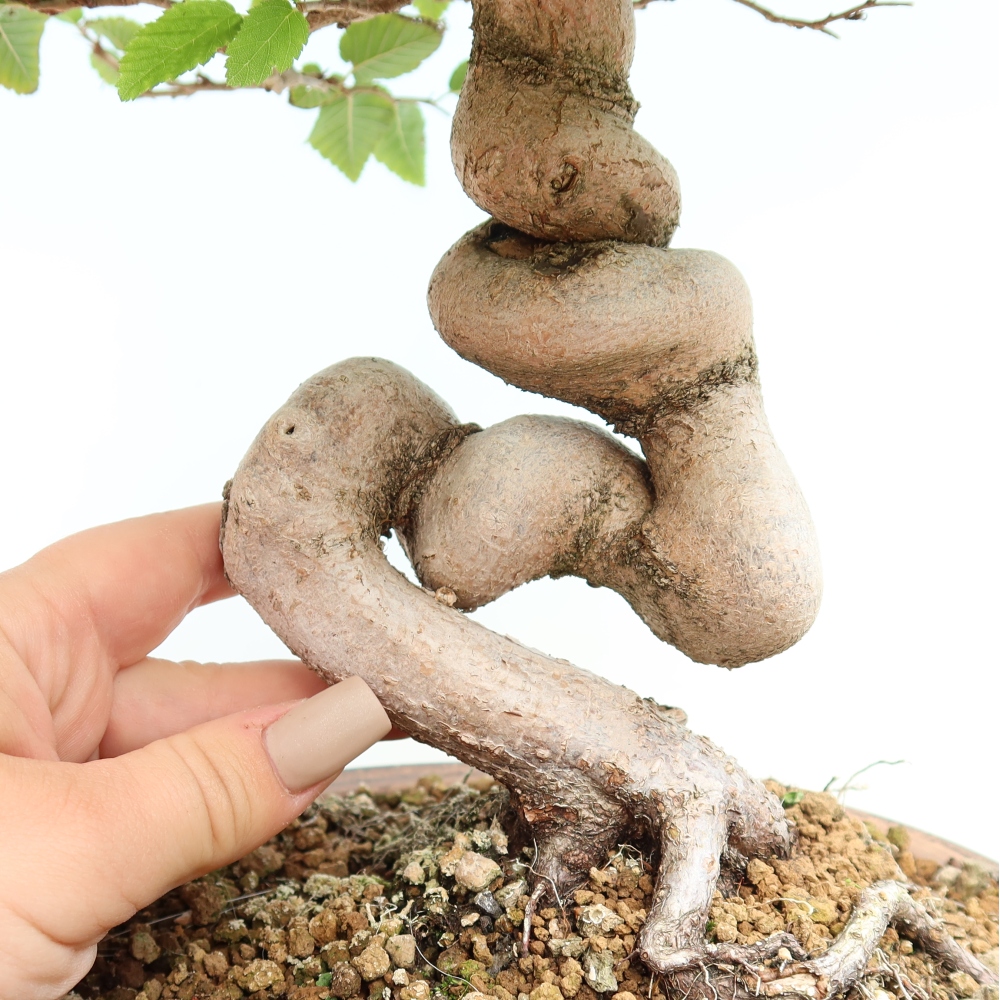 Venkovní bonsai -Carpinus CARPINOIDES - Habr korejský