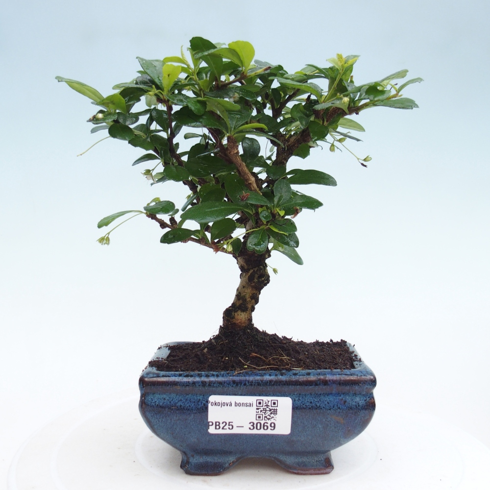 Pokojová bonsai - Carmona macrophylla - Čaj fuki