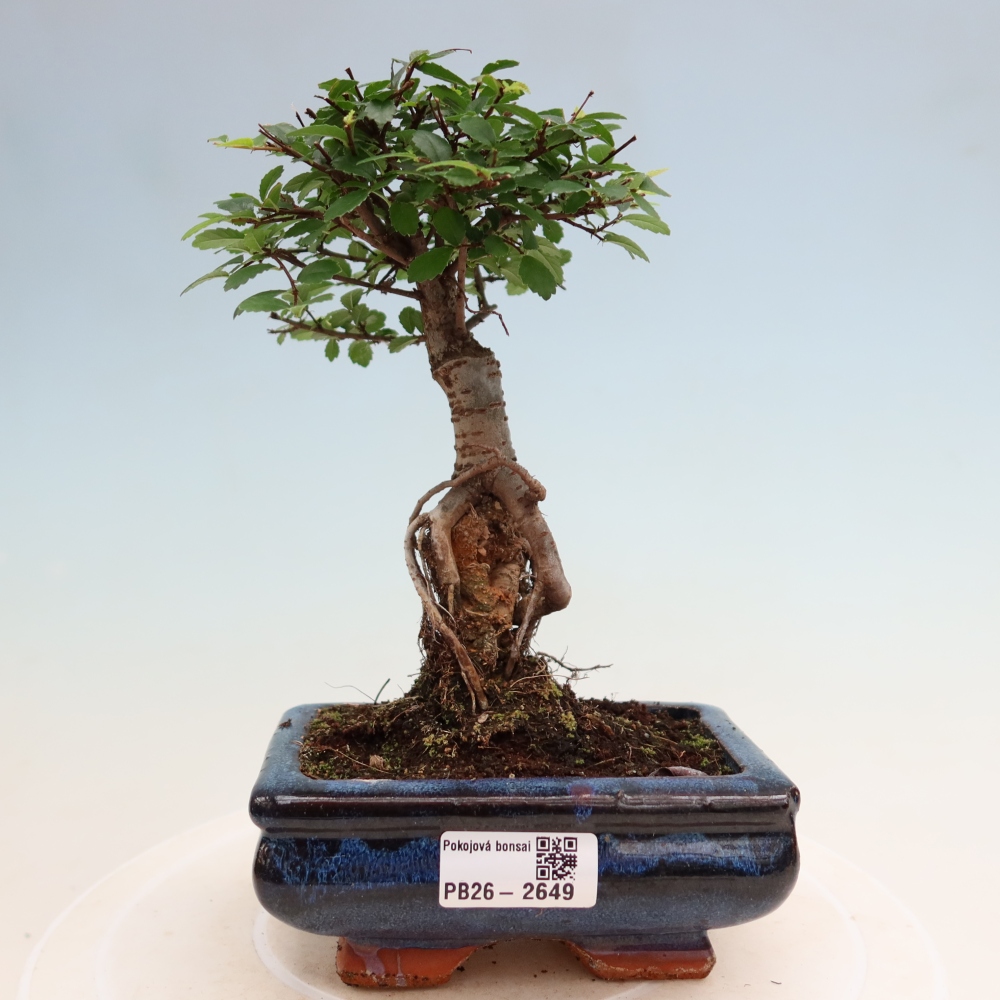 Pokojová bonsai - Ulmus parvifolia - Malolistý jilm