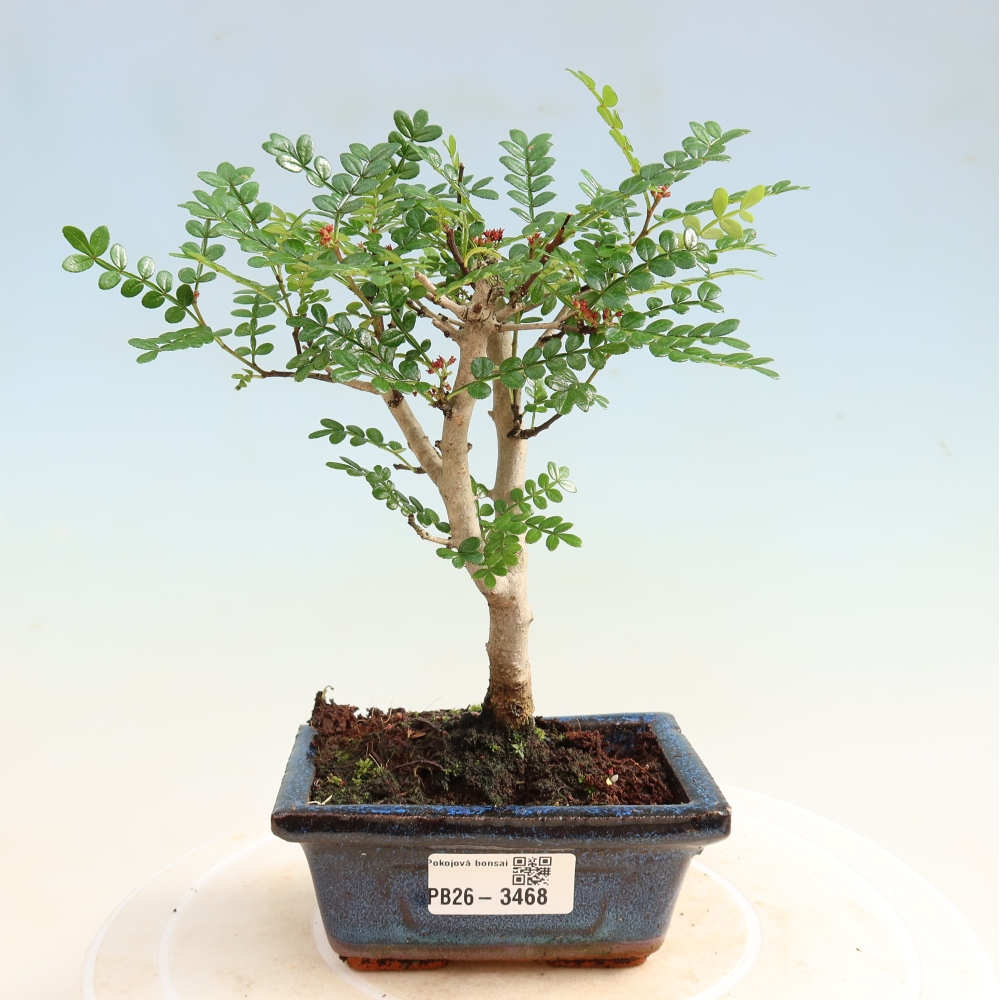 Pokojová bonsai - Zantoxylum piperitum - pepřovník