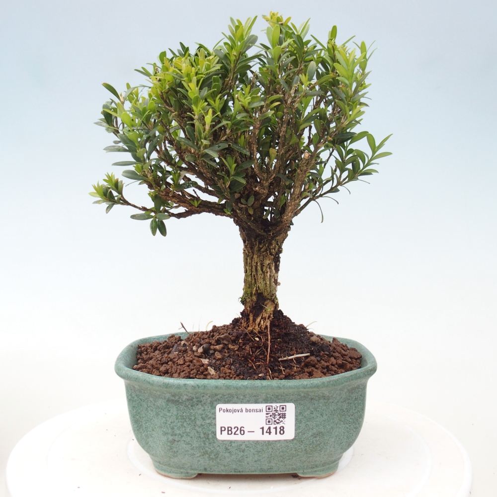 Pokojová bonsai - Buxus harlandii -korkový buxus