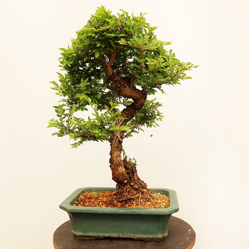 Venkovní bonsai - Zelkova - Zelkova NIRE