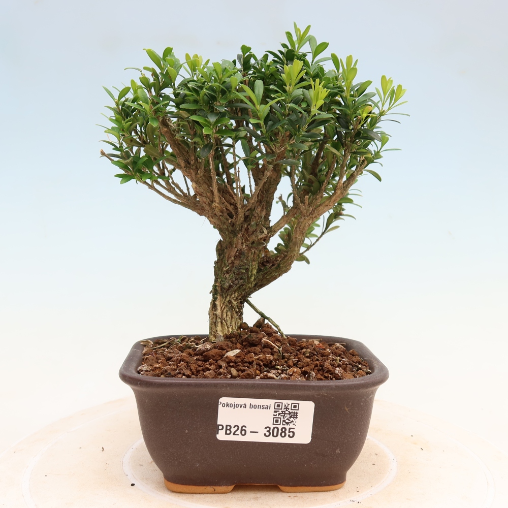Pokojová bonsai - Buxus harlandii -korkový buxus