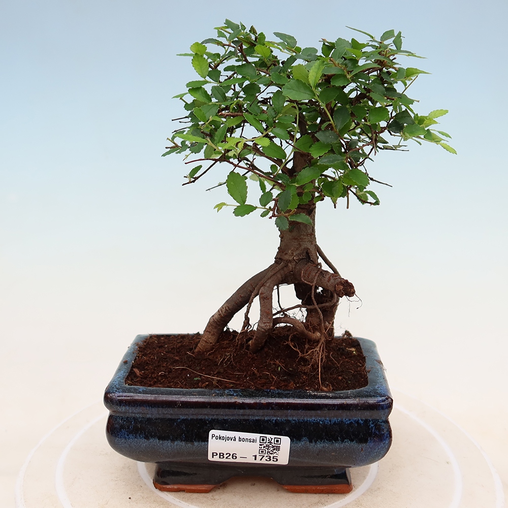 Pokojová bonsai - Ulmus parvifolia - Malolistý jilm