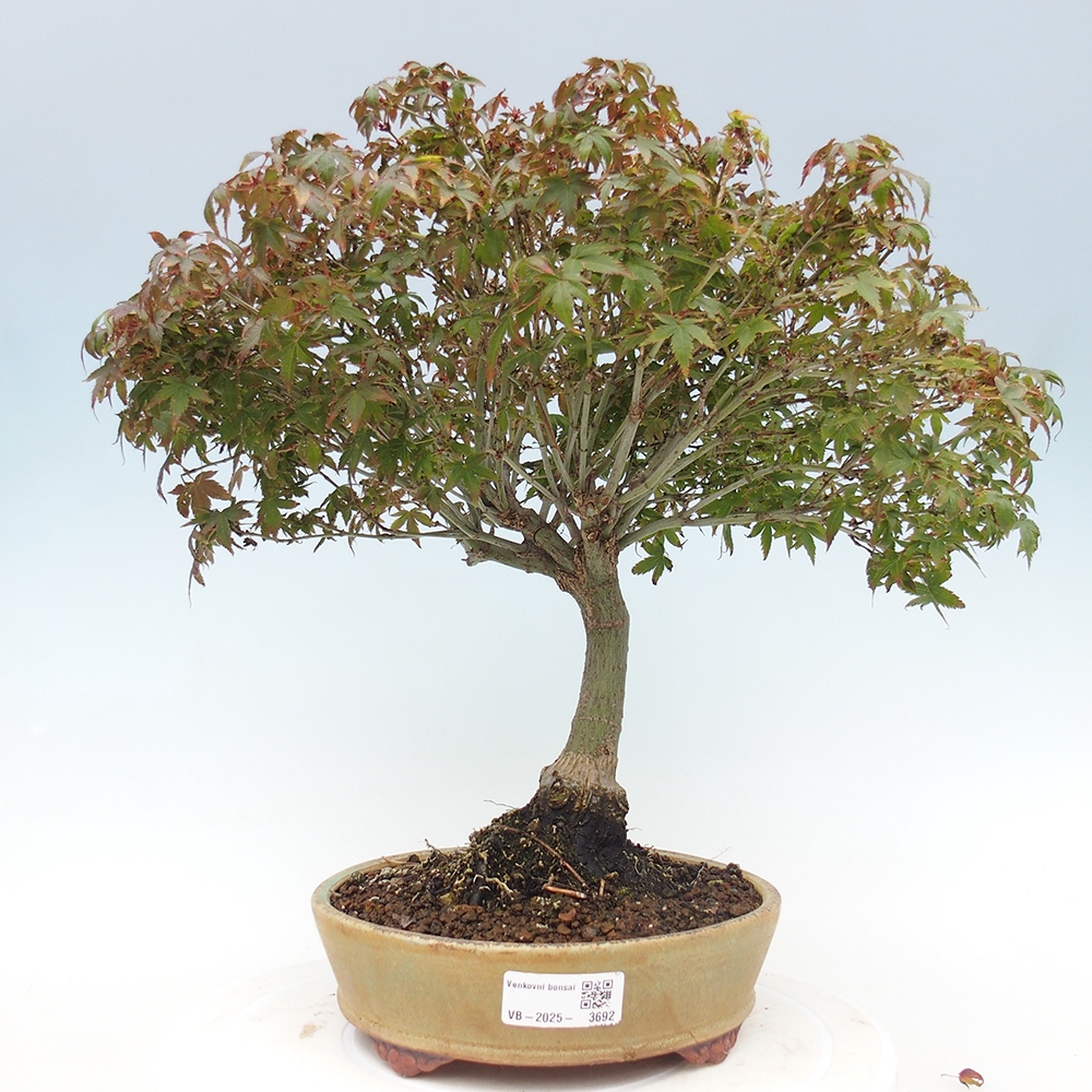 Acer palmatum KIOHIME - Javor dlanitolistý
