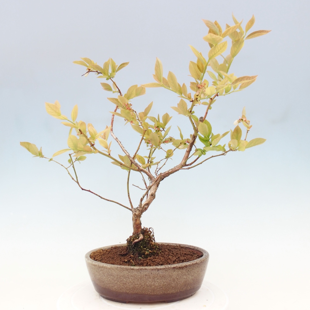 Venkovní bonsai - kanadská borůvka - Vaccinium corymbosum