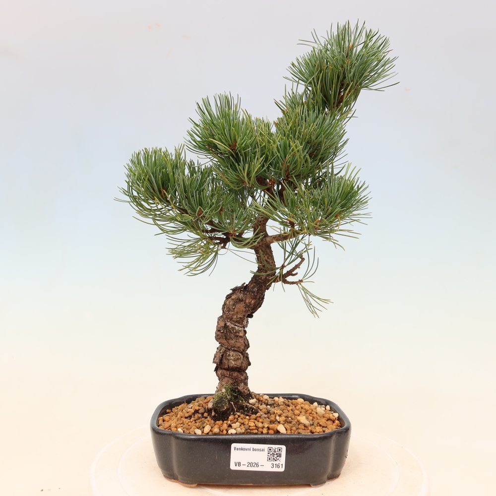 Venkovní bonsai - Pinus parviflora - Borovice drobnokvětá