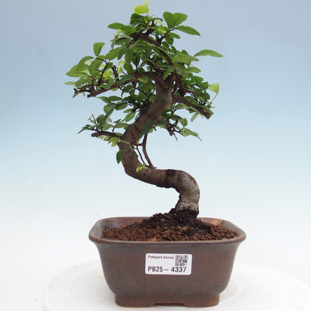 Pokojová bonsai - Ulmus parvifolia - Malolistý jilm