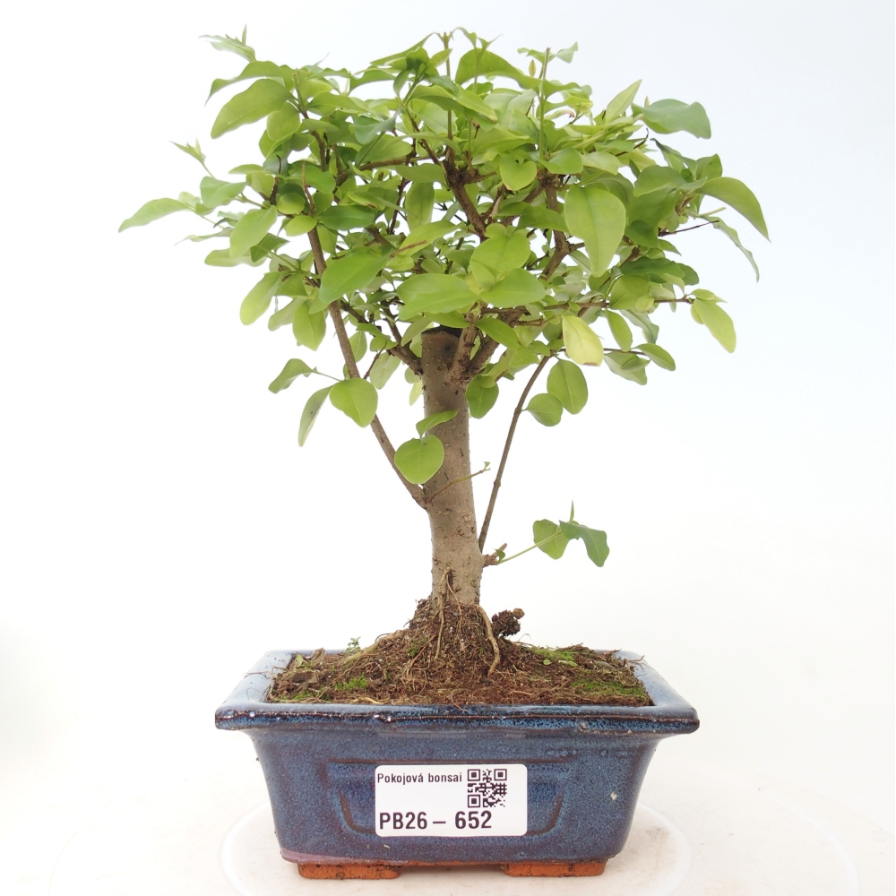 Pokojová bonsai -Ligustrum chinensis - Ptačí zob