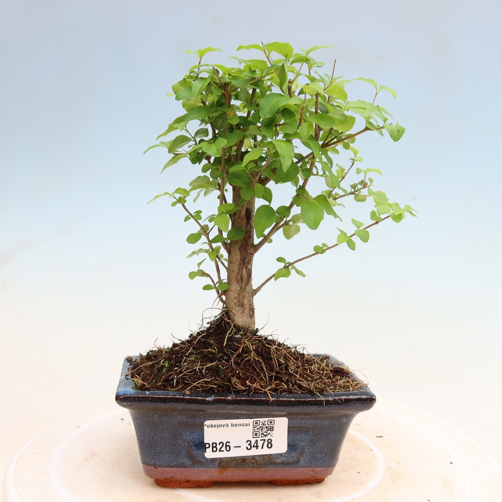 Pokojová bonsai -Ligustrum chinensis - Ptačí zob