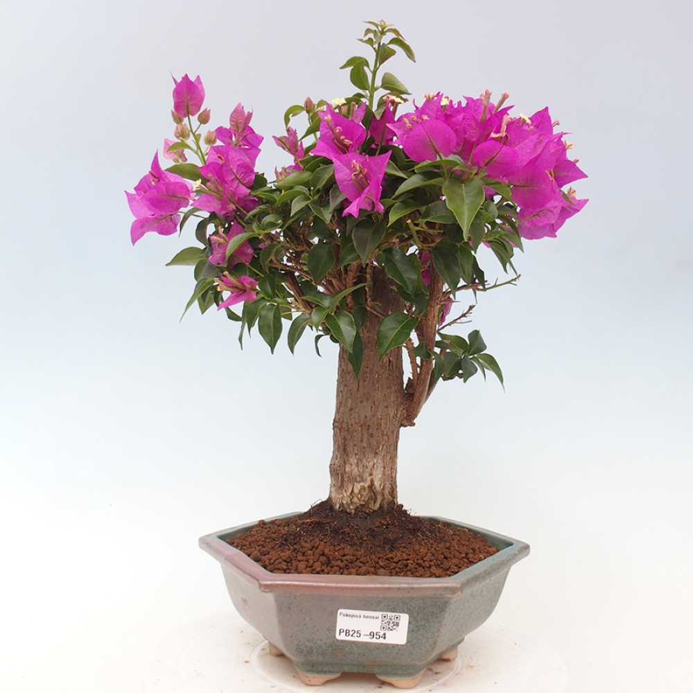 Pokojová bonsai - Bouganwilea