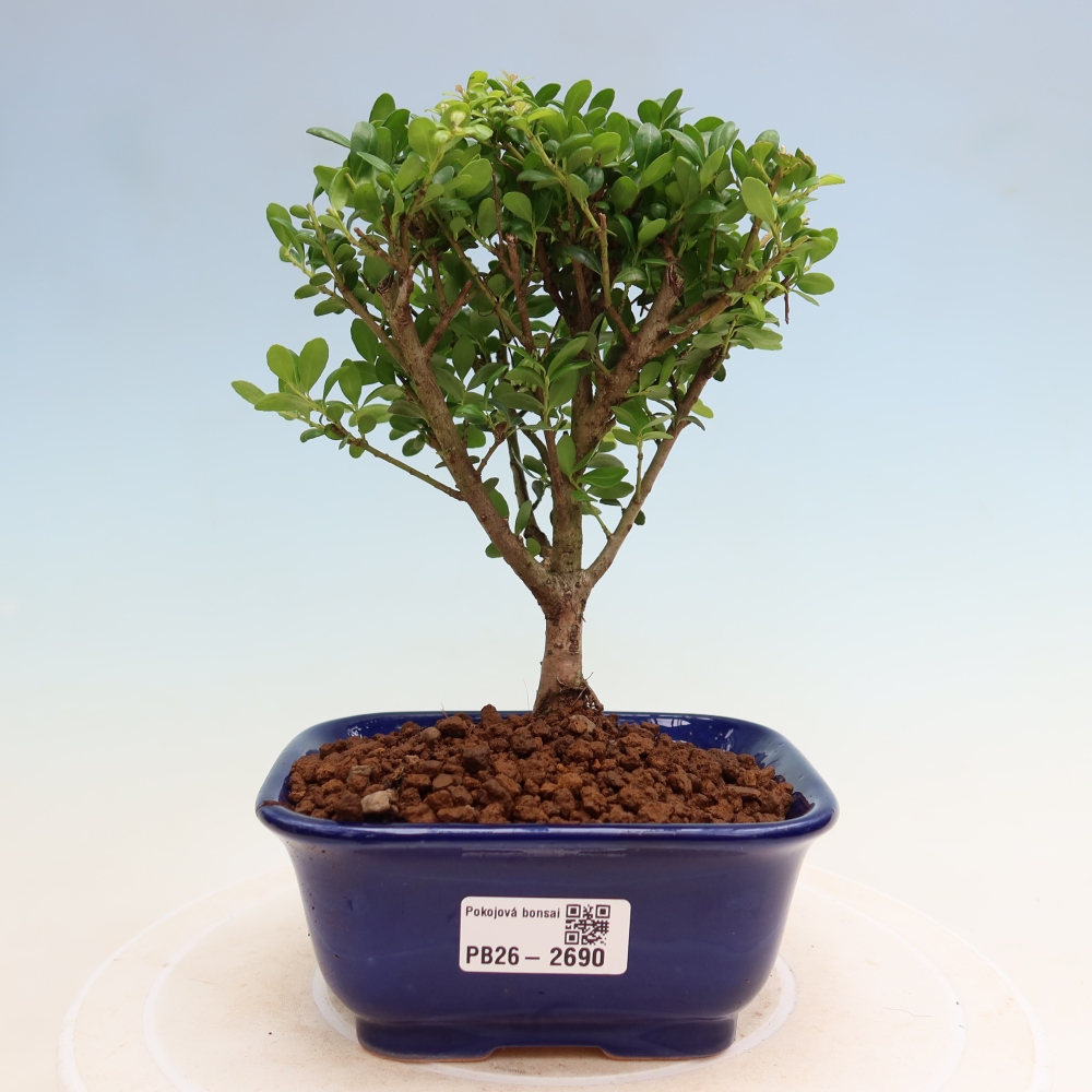 Pokojová bonsai - Ilex crenata - Cesmína