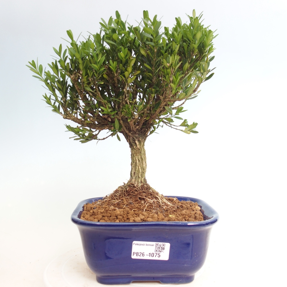 Pokojová bonsai - Buxus harlandii - korkový buxus
