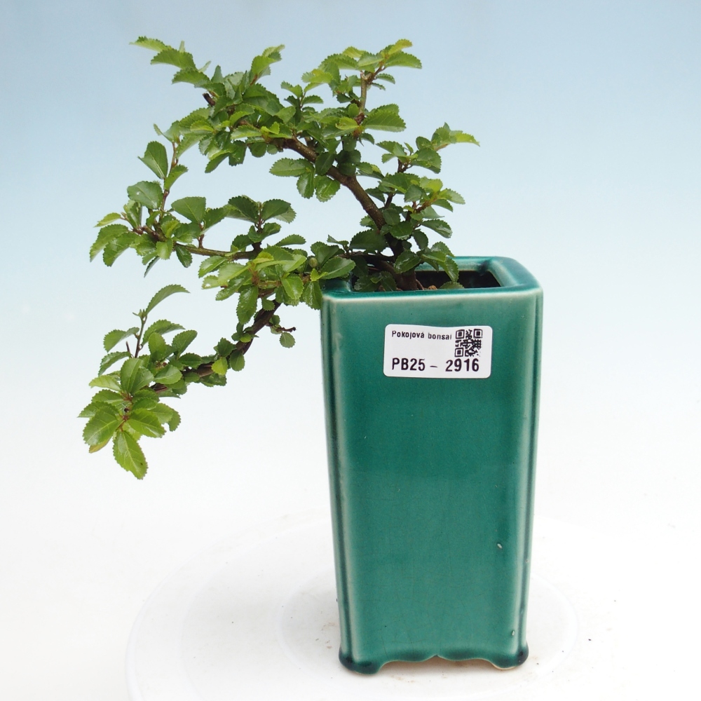 Pokojová bonsai - Grewia occidentalis - Hvězdice levandulová