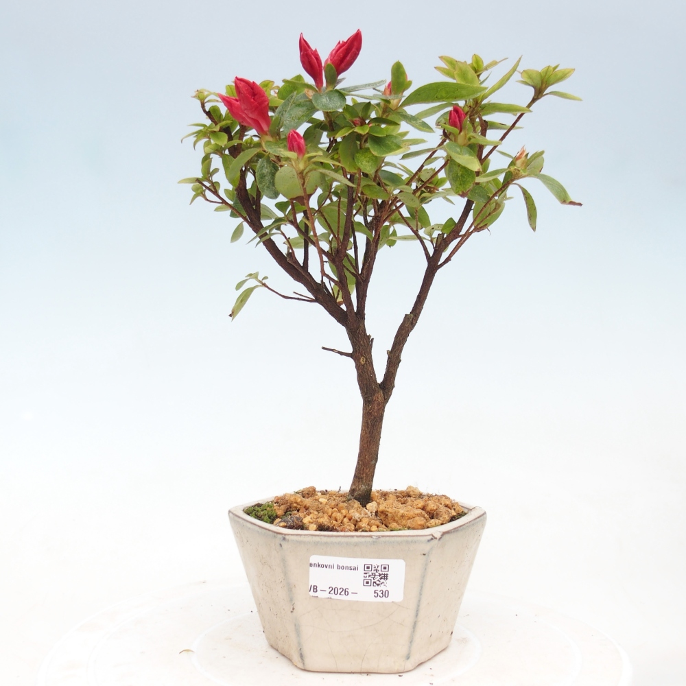 Venkovní bonsai - Japonská azalka - Azalea sp.