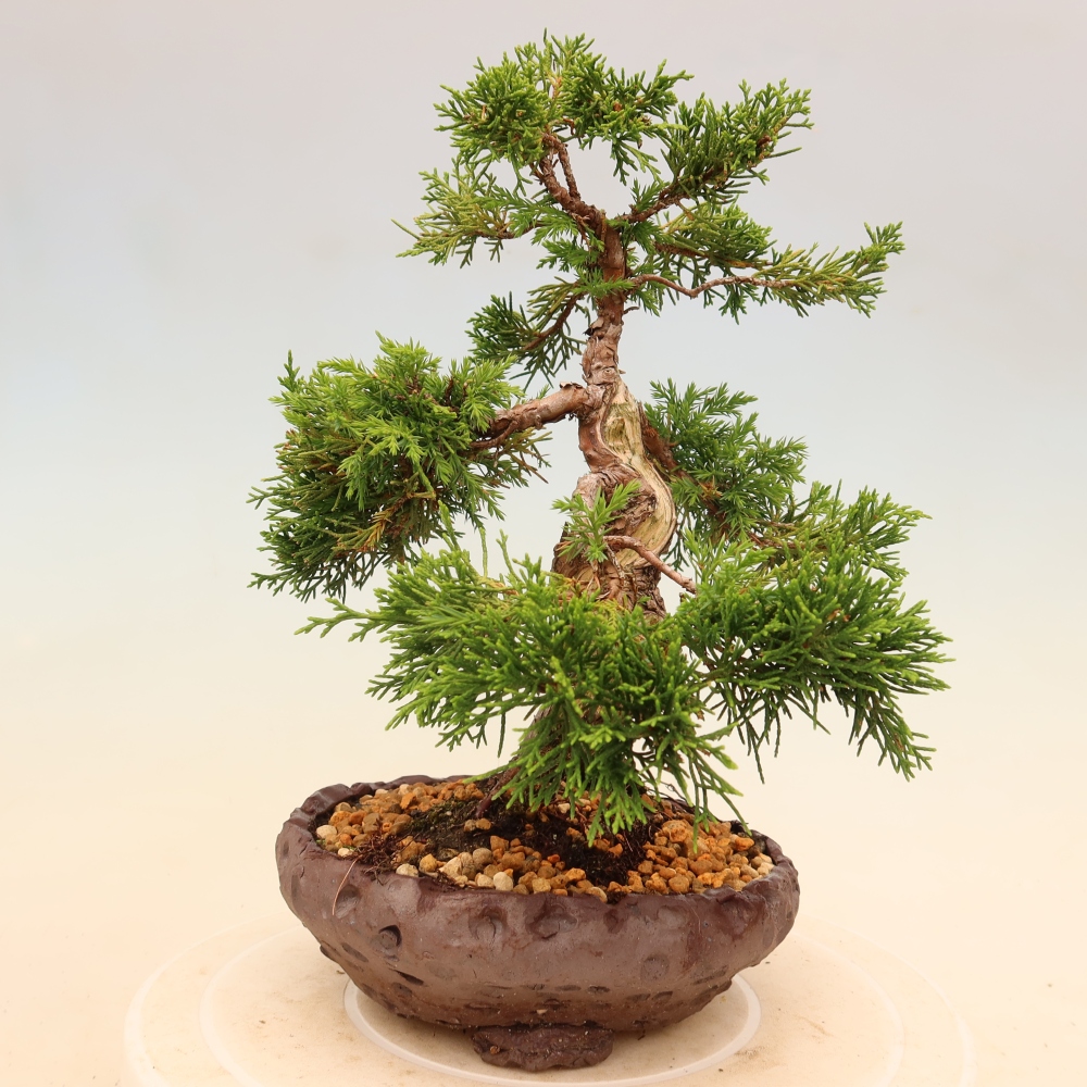 Venkovní bonsai - Juniperus chinensis Itoigawa -Jalovec čínský