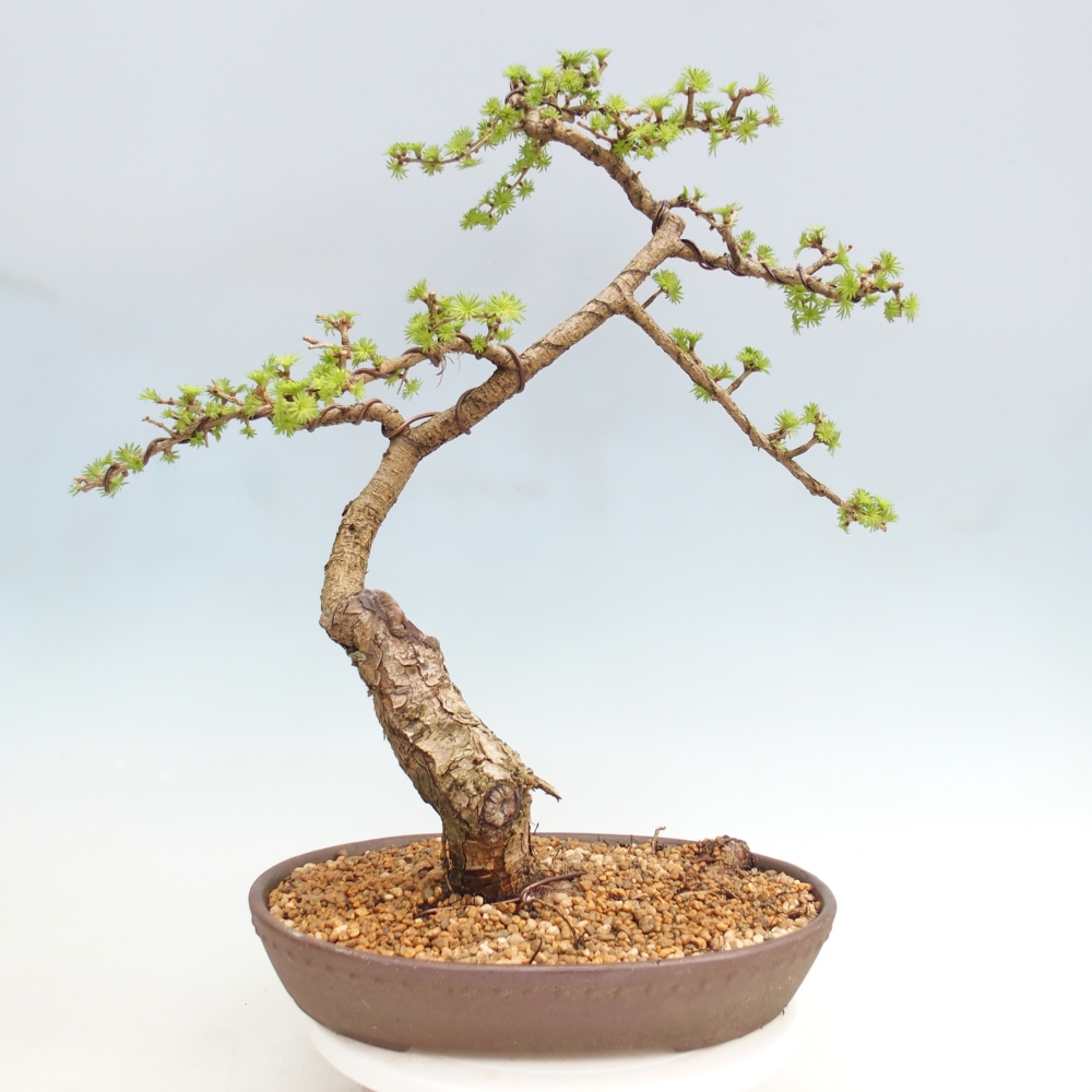 Venkovní bonsai -Larix decidua - Modřín opadavý - Pouze paletová přeprava