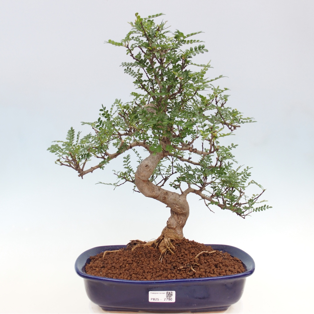 Pokojová bonsai - Zantoxylum piperitum - pepřovník