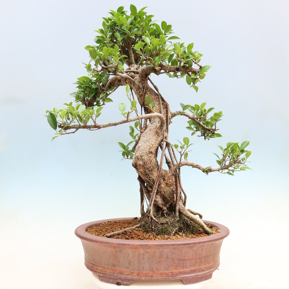 Pokojová bonsai - Ficus kimmen -  malolistý fíkus