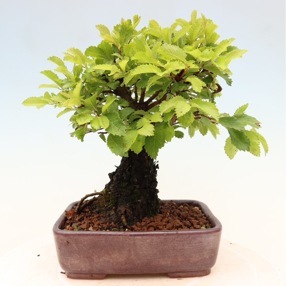 Venkovní bonsai - Zelkova - Zelkova NIRE