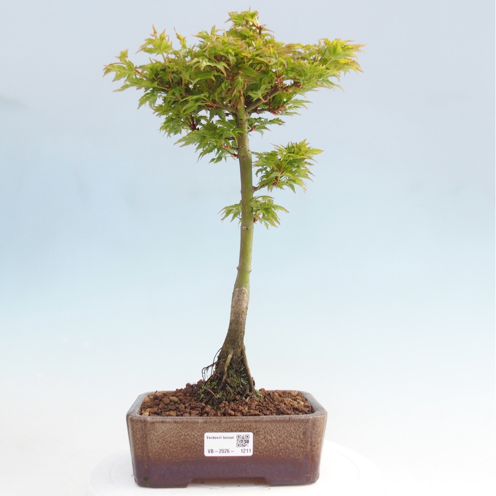 Venkovní bonsai -Javor dlanitolistý Acer palmatum Shishigashira