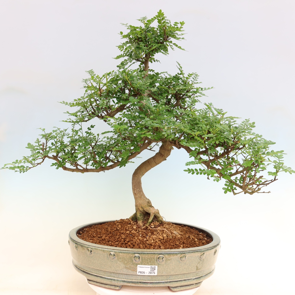 Pokojová bonsai - Zantoxylum piperitum - pepřovník