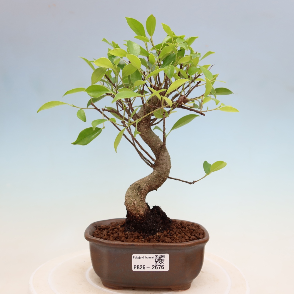 Pokojová bonsai - Ficus kimmen -  malolistý fíkus