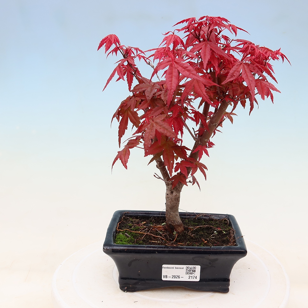 Venkovní bonsai - Javor dlanitolistý - Acer palmatum DESHOJO