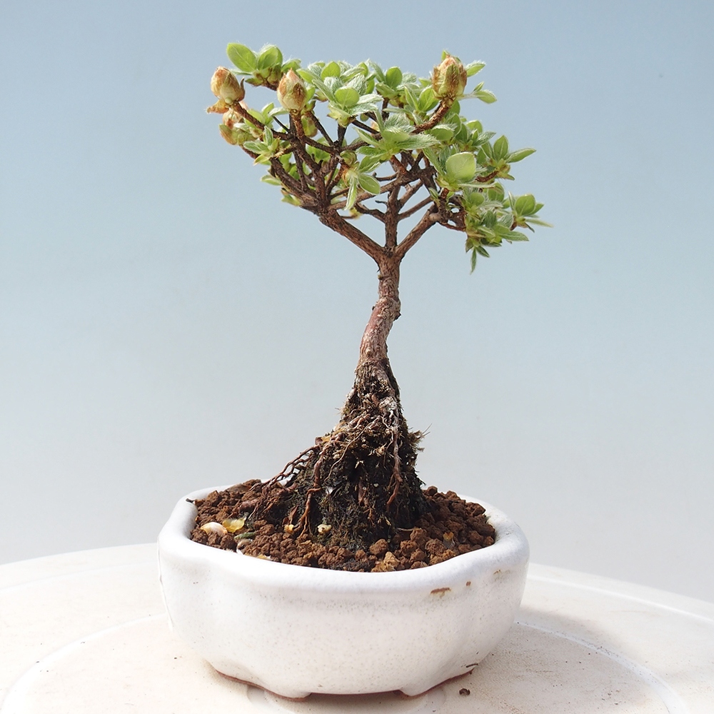 Venkovní bonsai - Rhododendron indicum - Japonská azalka