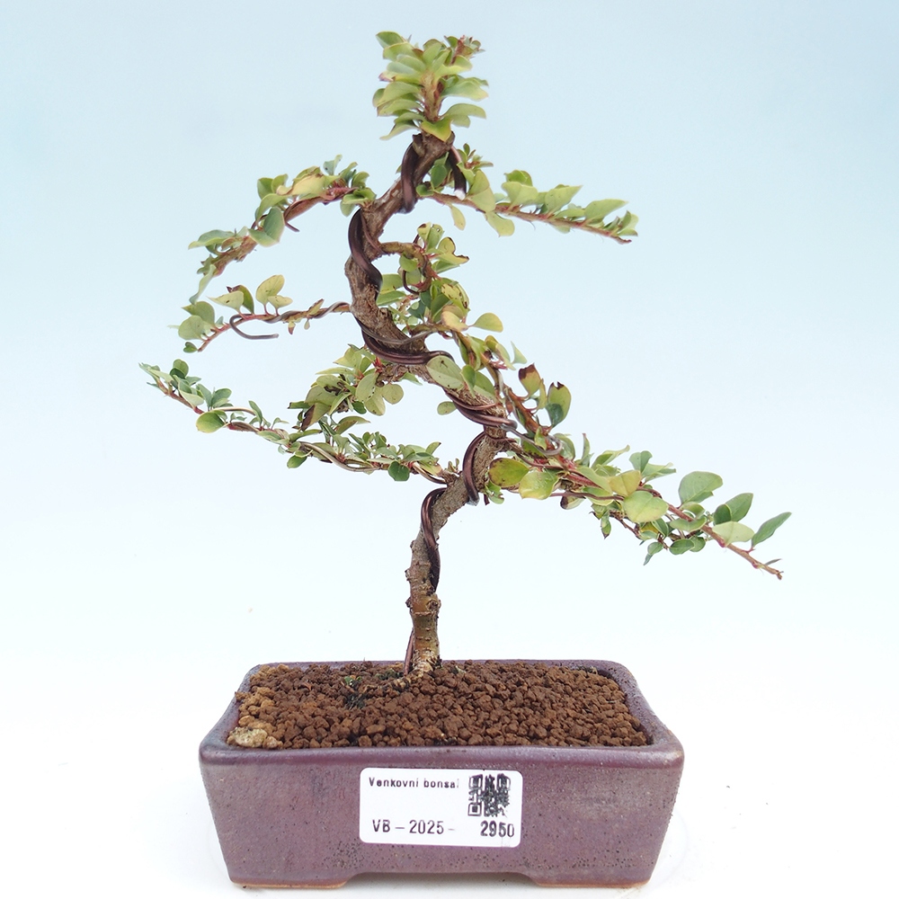 Venkovní bonsai - Cotoneaster horizontalis - Skalník