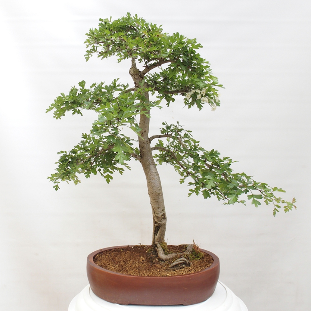 Venkovní bonsai - Hloh - Crataegus monogyna