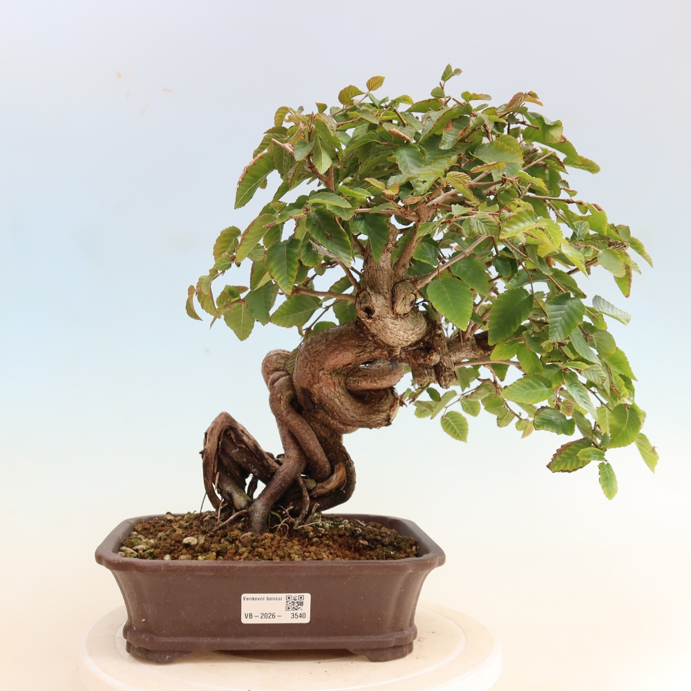 Venkovní bonsai -Carpinus CARPINOIDES - Habr korejský