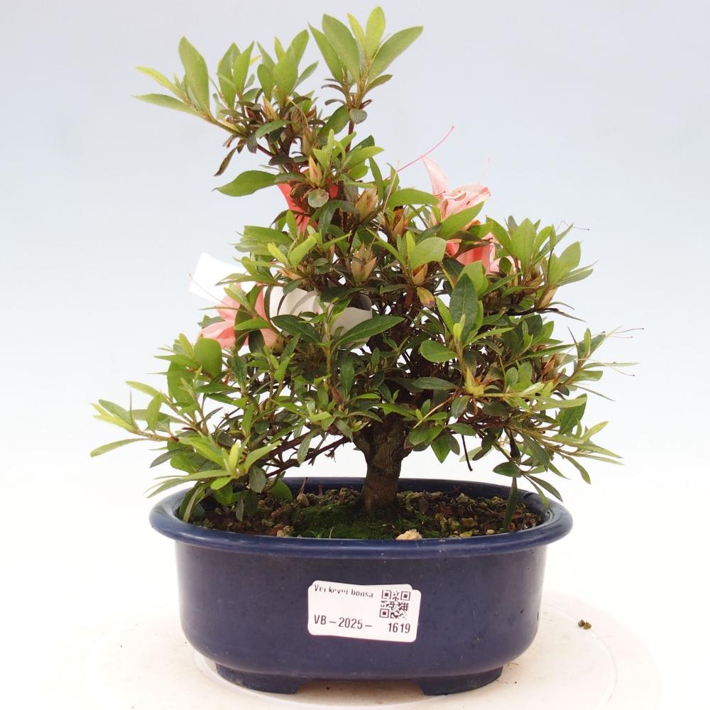 Venkovní bonsai - Japonská azalka - Azalea Nikko