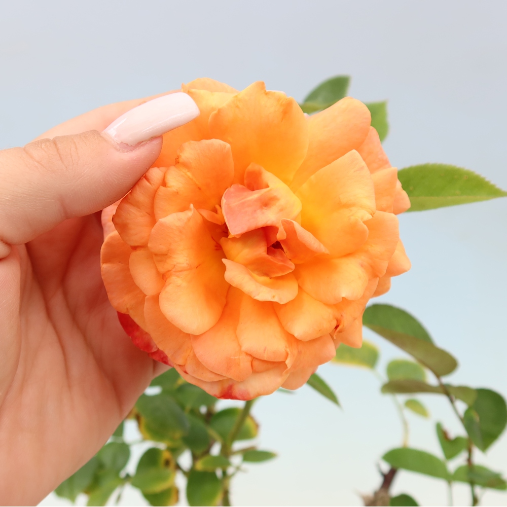 Venkovní bonsai - Rosa Kordes -  růže