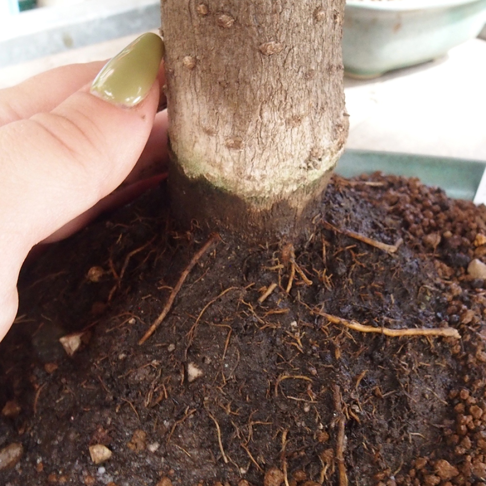 Pokojová bonsai - Bouganwilea