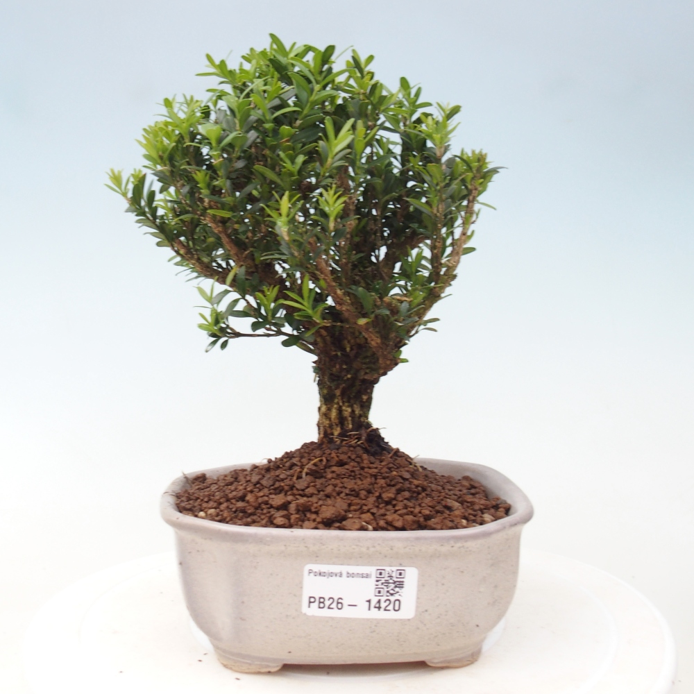 Pokojová bonsai - Buxus harlandii -korkový buxus