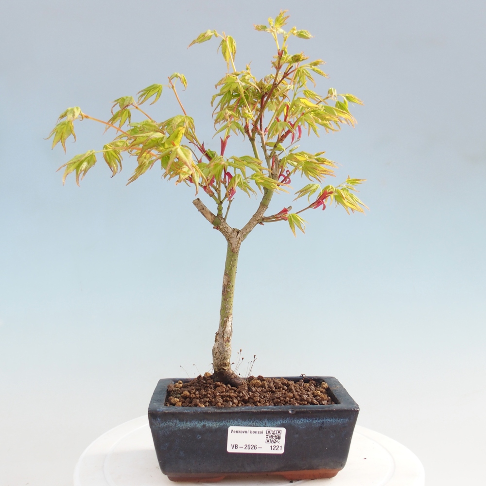 Acer palmatum Aureum - Javor dlanitolistý zlatý