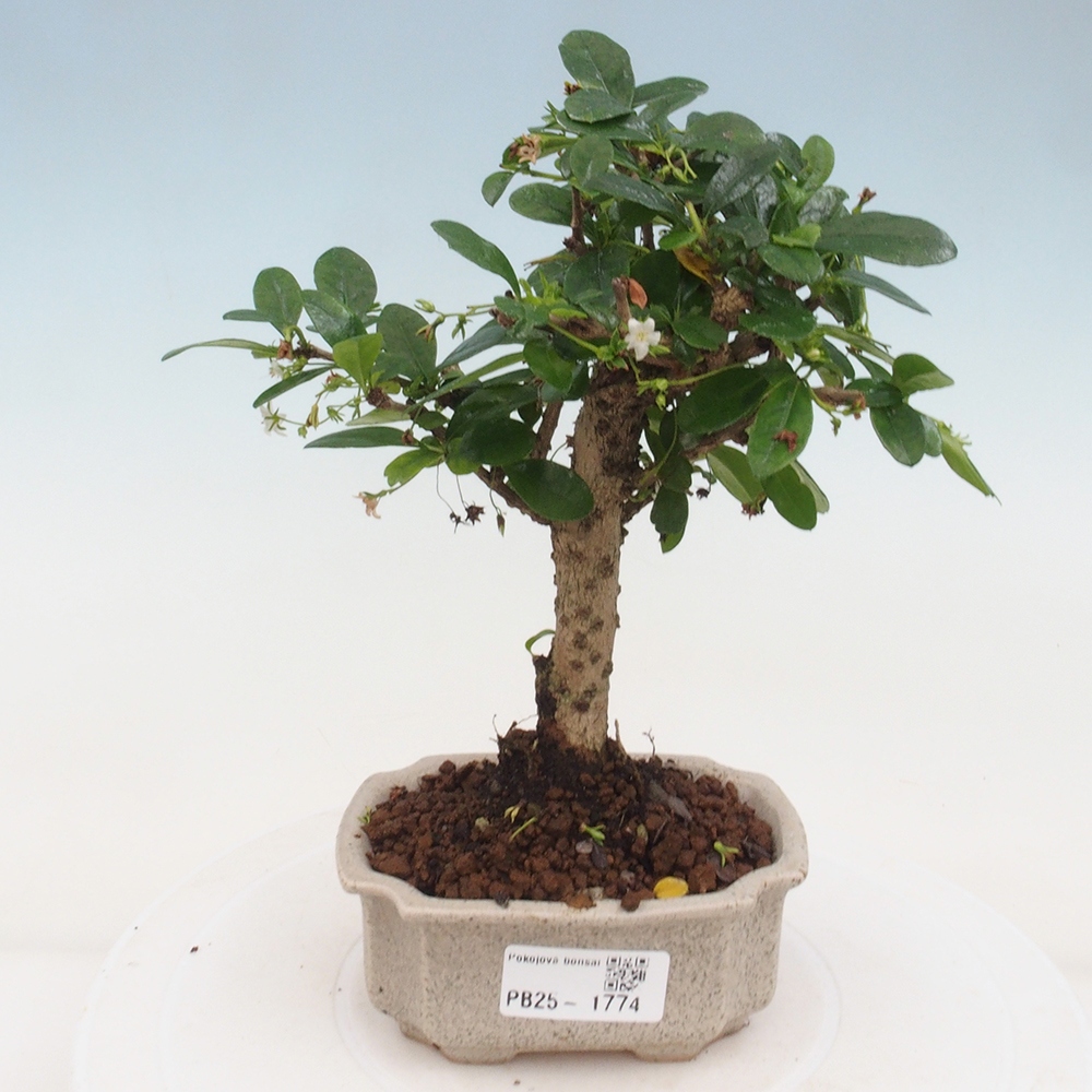Pokojová bonsai - Carmona macrophylla - Čaj fuki