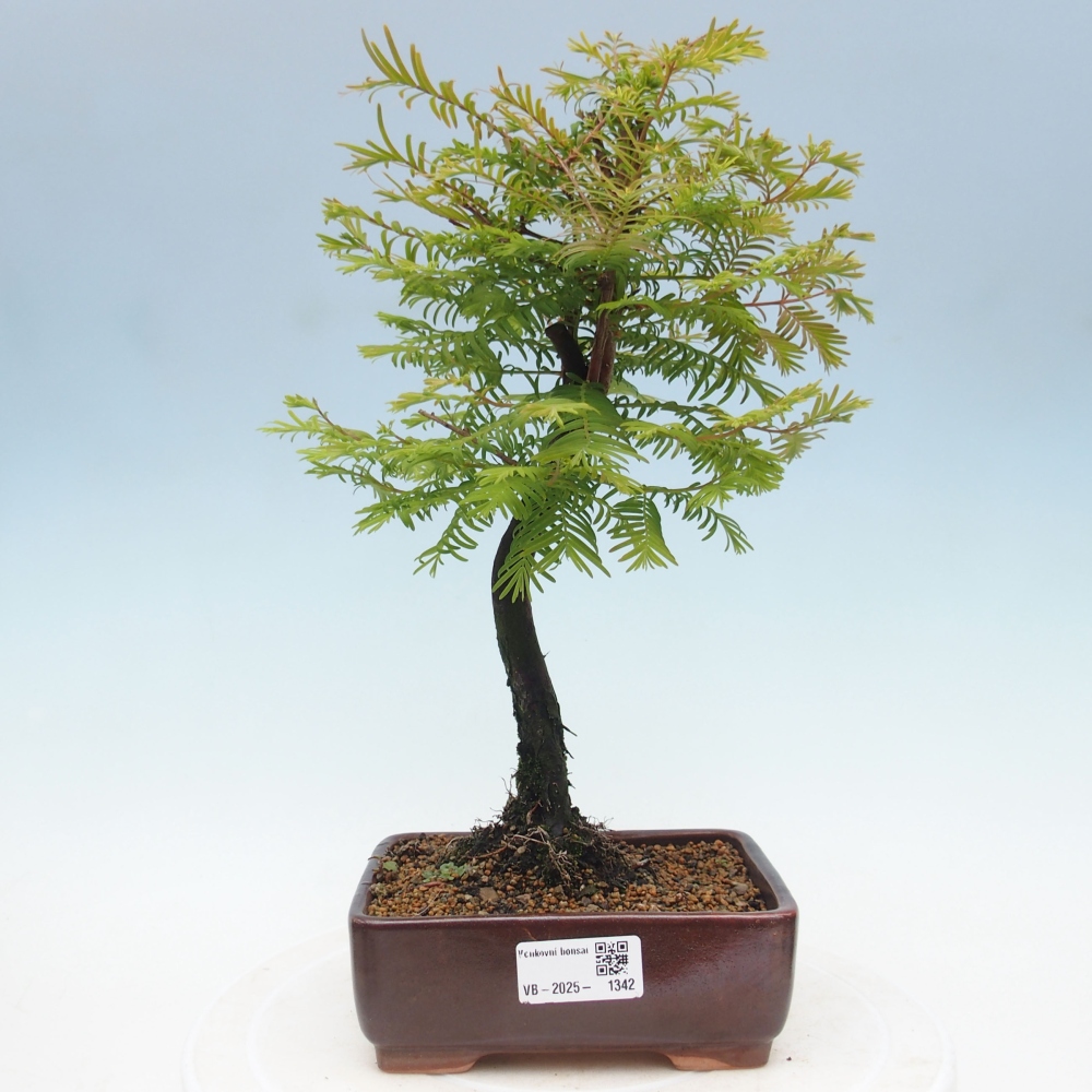 Venkovní bonsai - Metasequoia glyptostroboides - Metasekvoje čínská