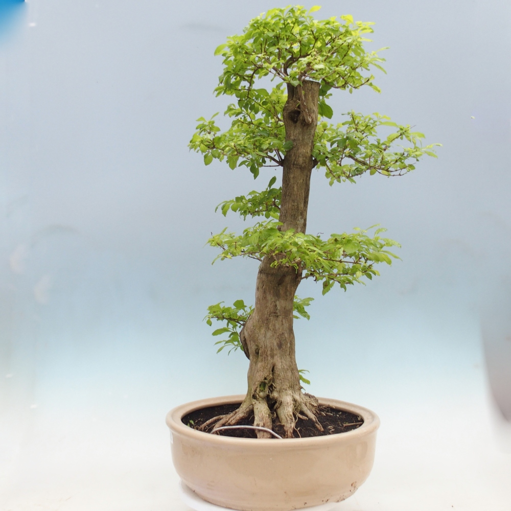 Pokojová bonsai - Duranta erecta Aurea - POUZE OSOBNÍ ODBĚR nebo paletová přeprava